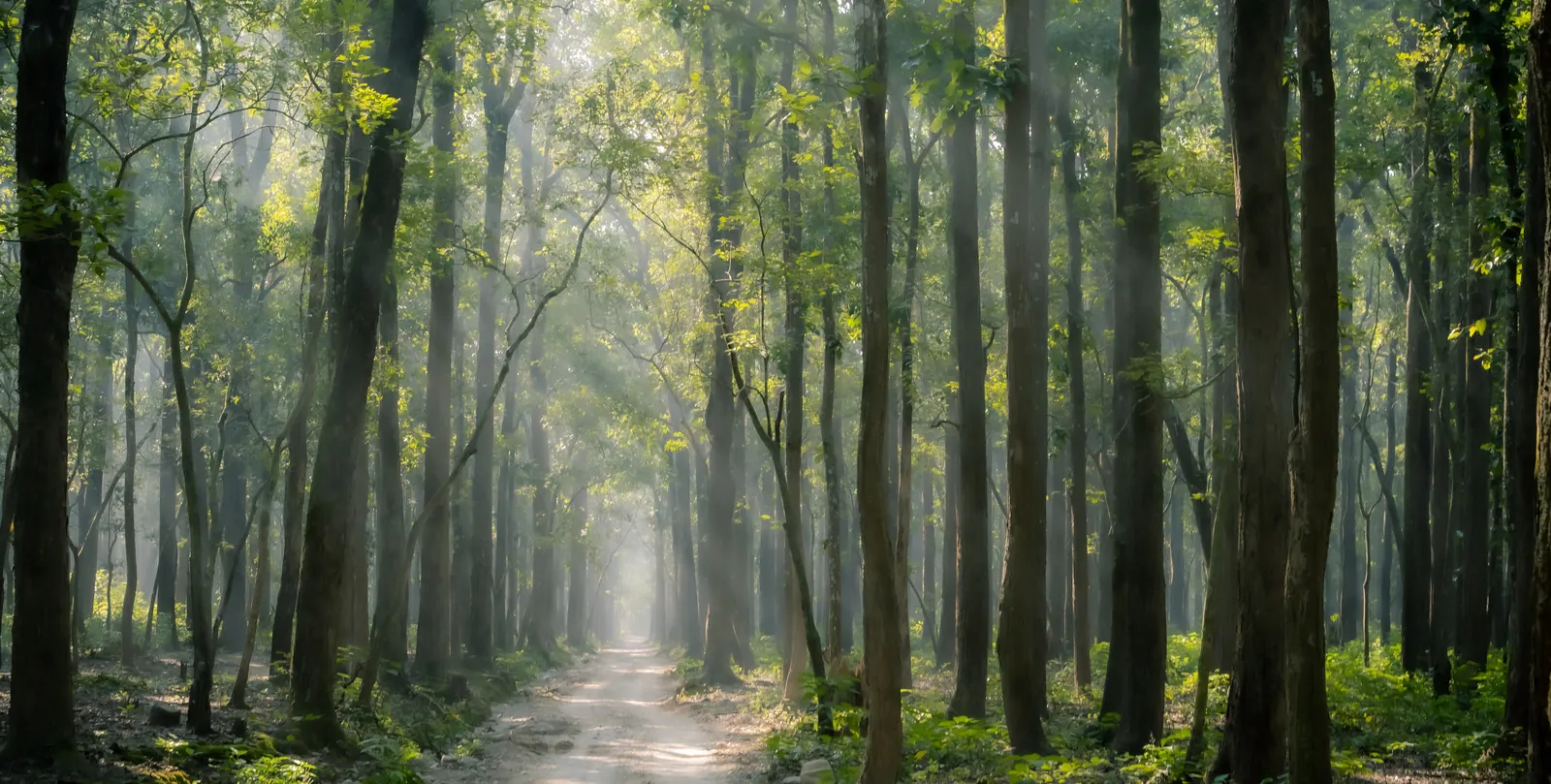 Jim Corbett Wellness Retreat — Salori experience
